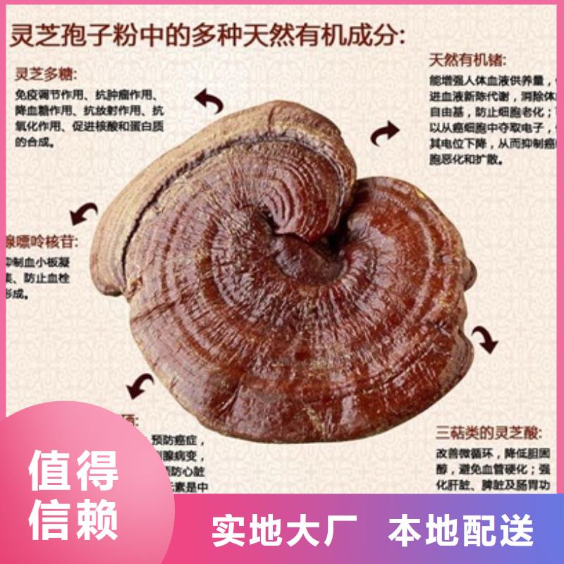 灵芝粉2供应商实体厂家