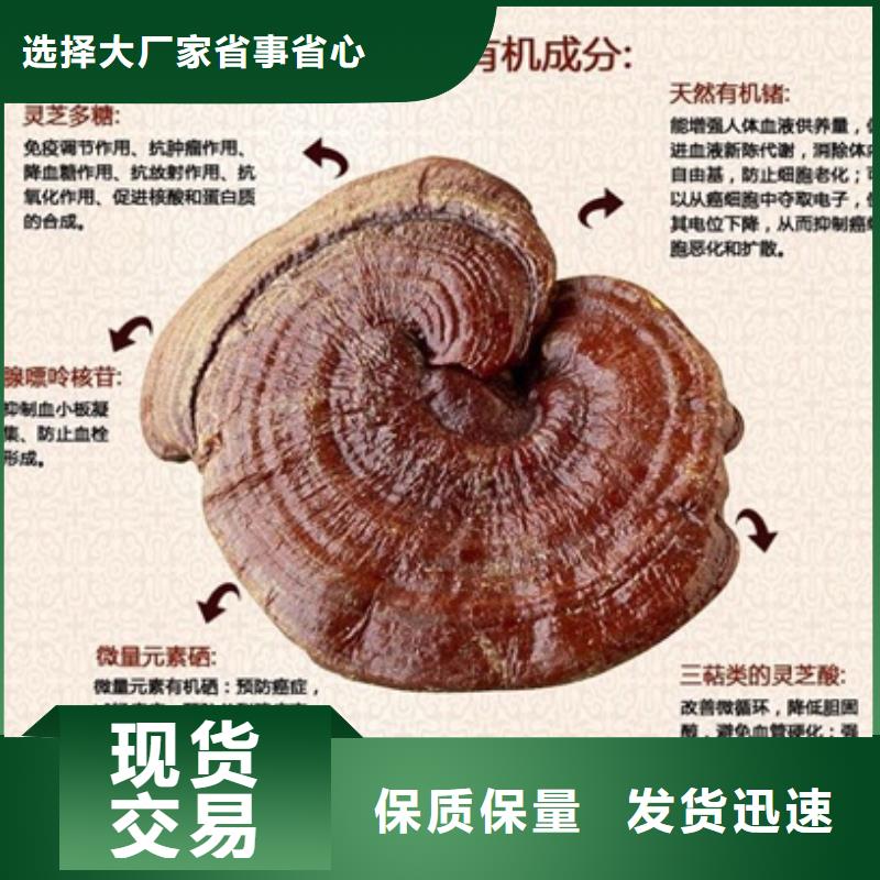 灵芝粉制作公司