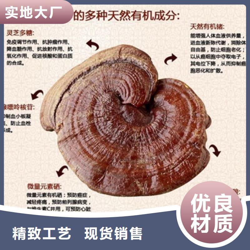 灵芝粉当天发货