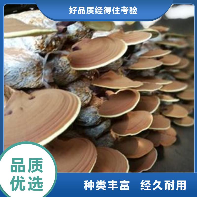 经验丰富的灵芝粉公司