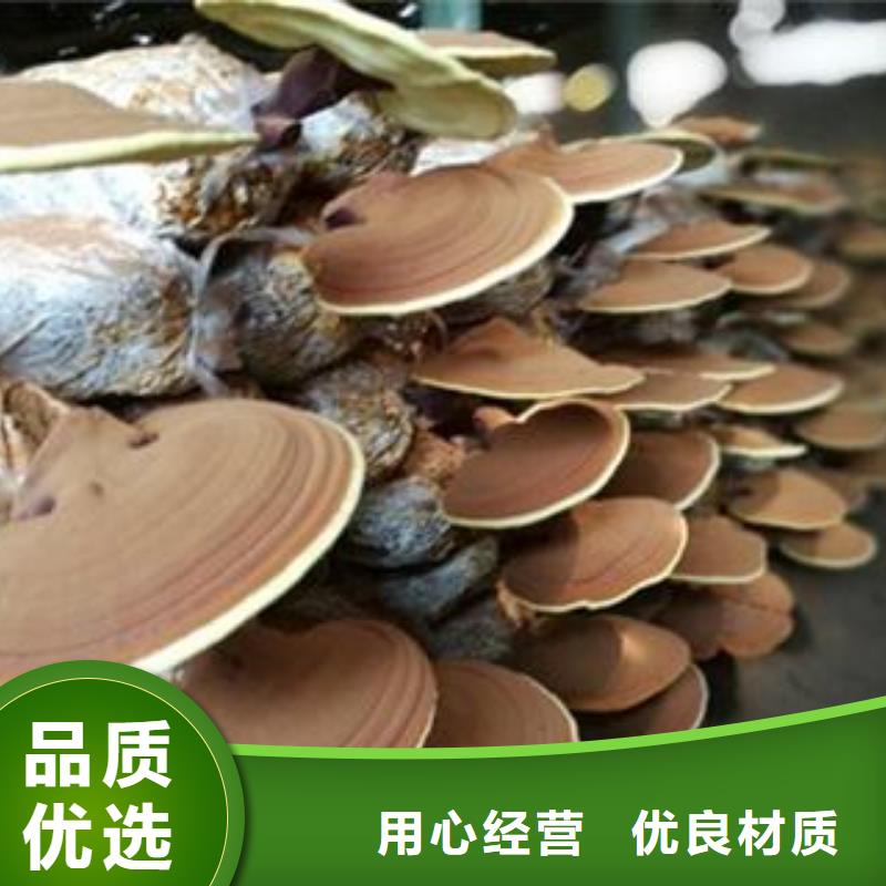 灵芝粉2-质量不用愁