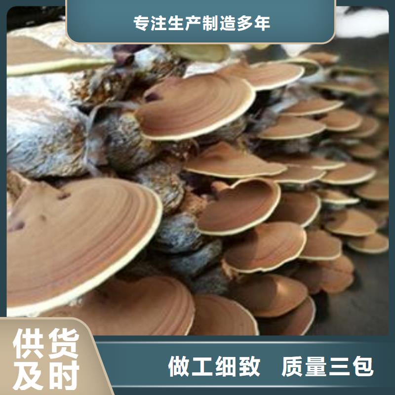 灵芝粉优势特点
