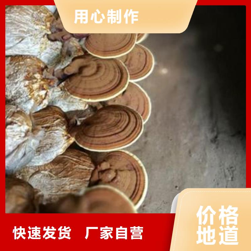 周边灵芝粉2厂家本地生产厂家