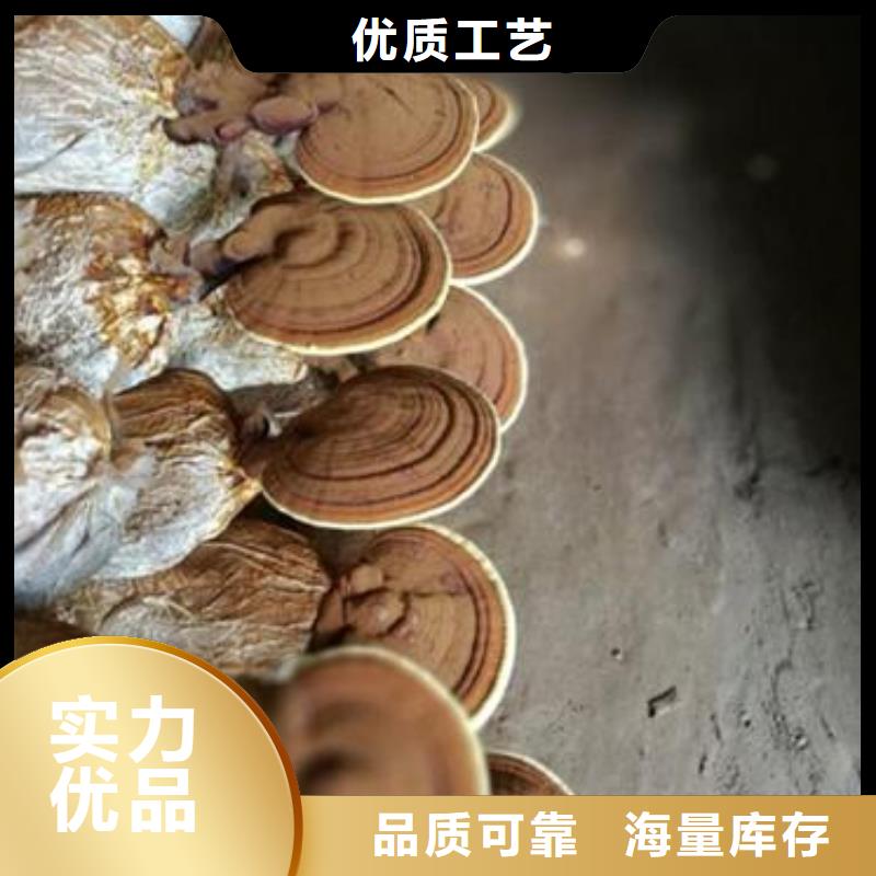灵芝粉2品种多价格低同城公司