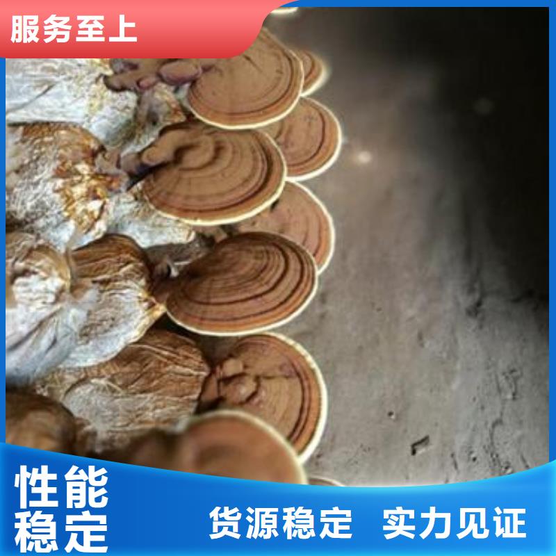 灵芝粉2价格|厂家当地厂家
