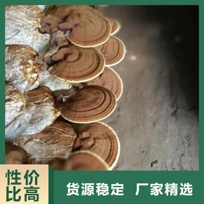 灵芝粉2厂家信守承诺发货及时