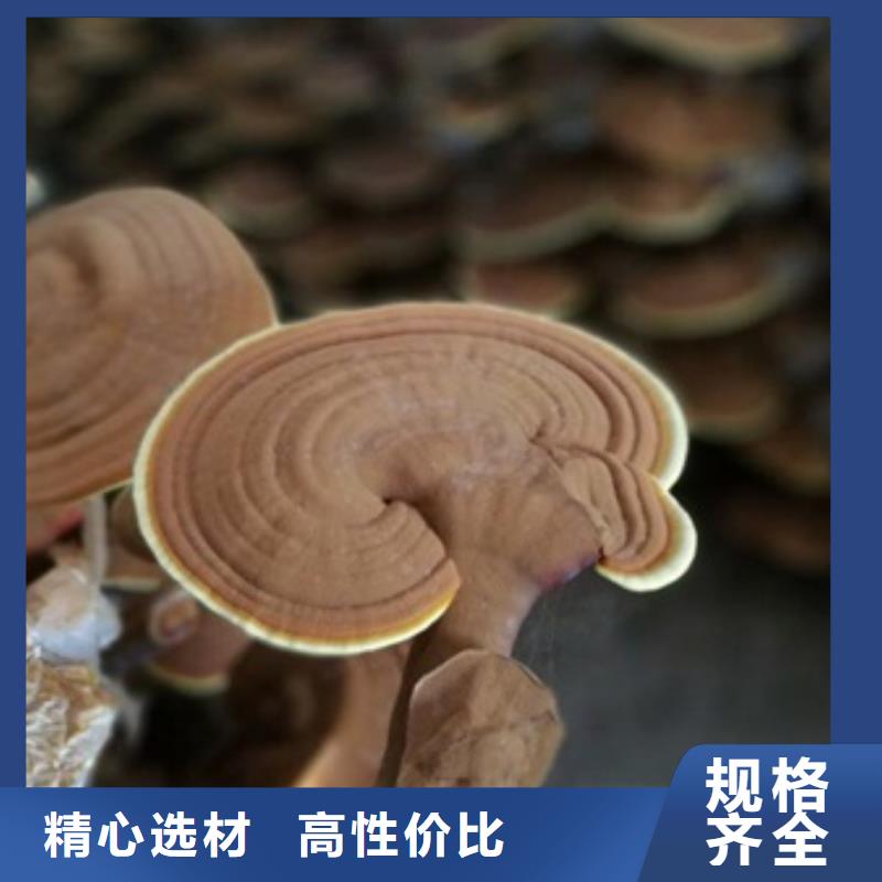 灵芝粉2下单即生产销售的是诚信