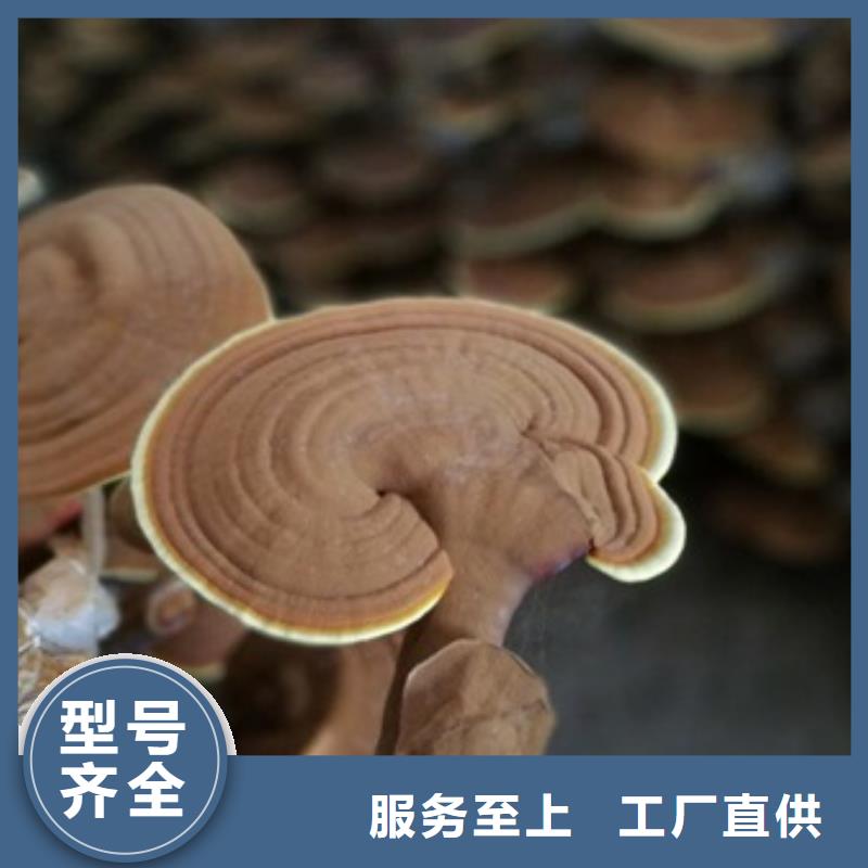 靠谱的灵芝粉生产厂家品质好才是硬道理