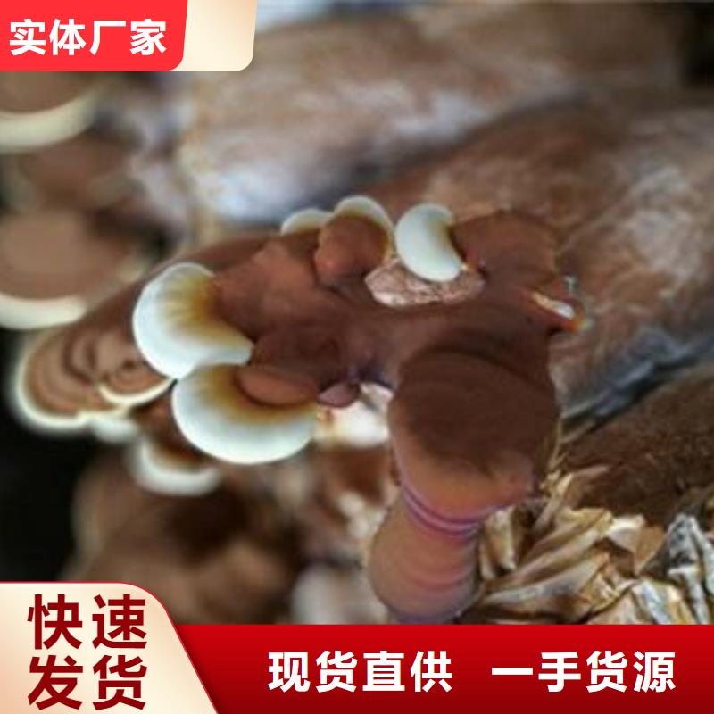 ​灵芝粉2-产品规格齐全好产品好服务