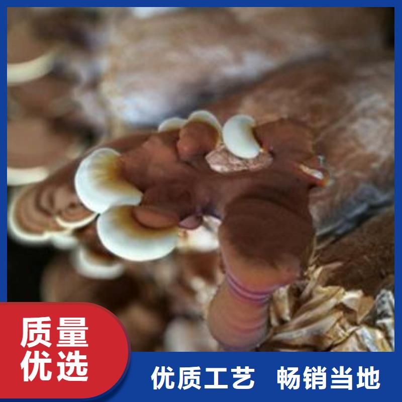 灵芝粉2定做_云海灵芝种植专业合作社