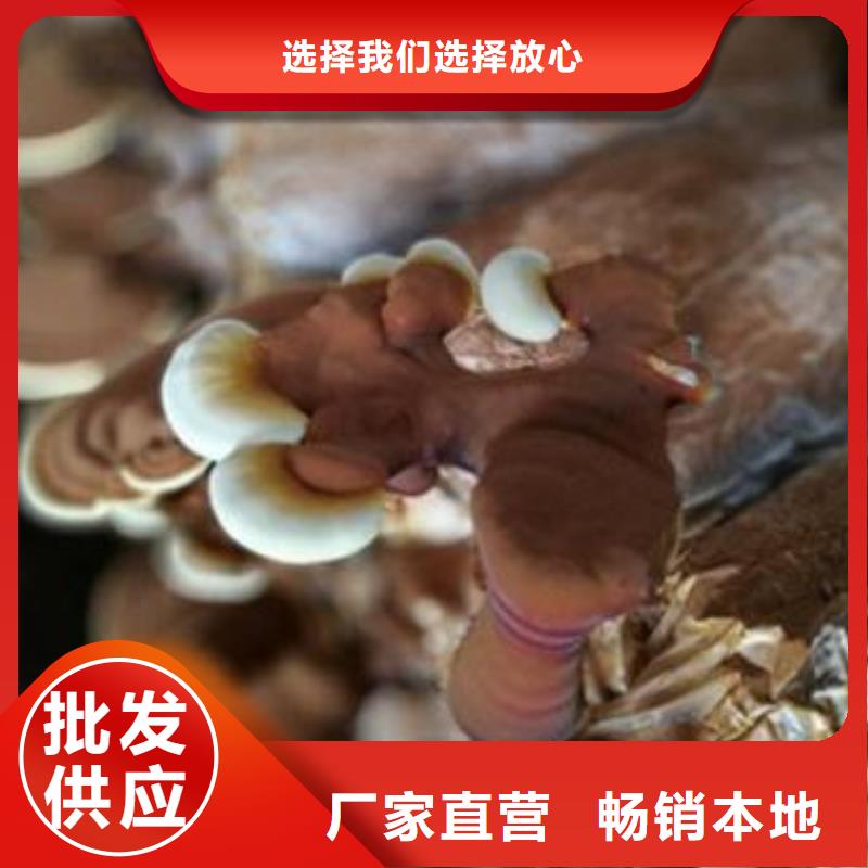 靈芝粉2質量為主