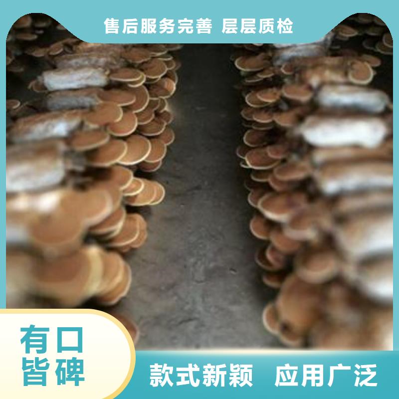 灵芝粉2-质量不用愁