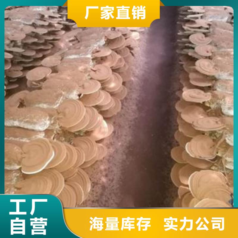 靈芝粉2-用心做產(chǎn)品