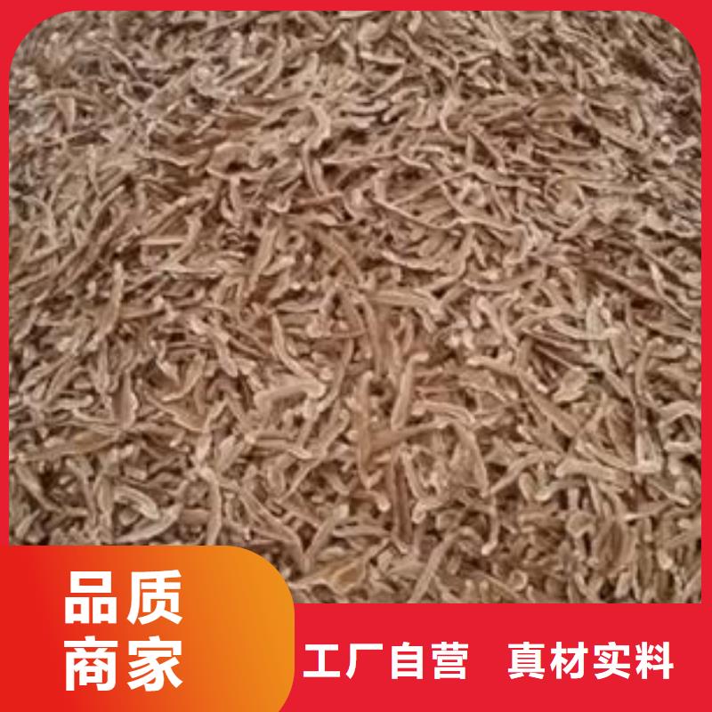 灵芝菌种设计厂家