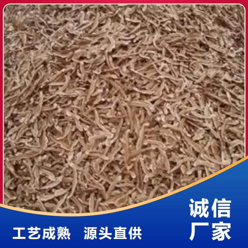 灵芝菌种质检合格生产厂家