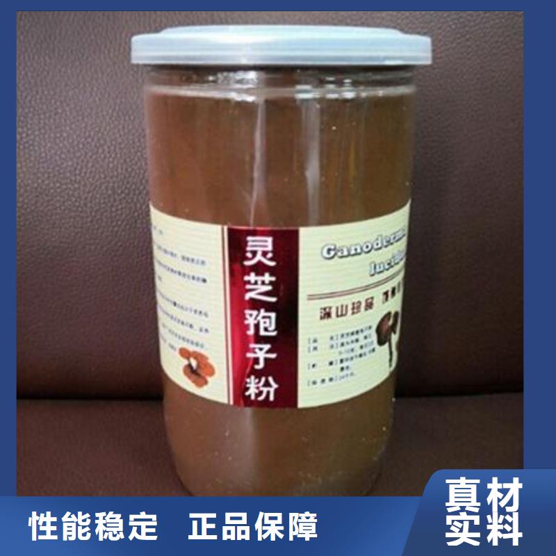 现货充足的灵芝菌种厂家