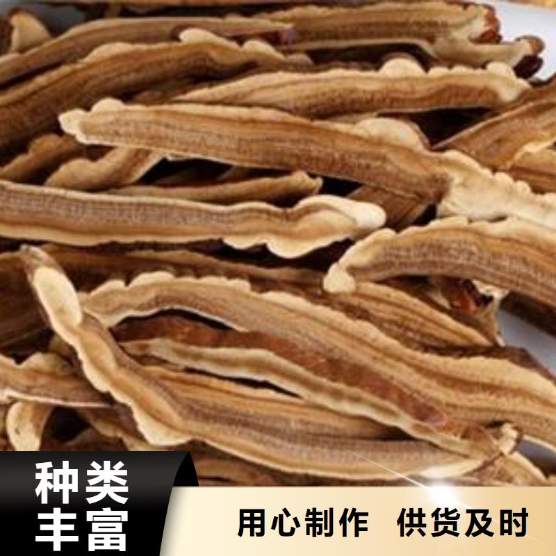 灵芝菌种经久耐用