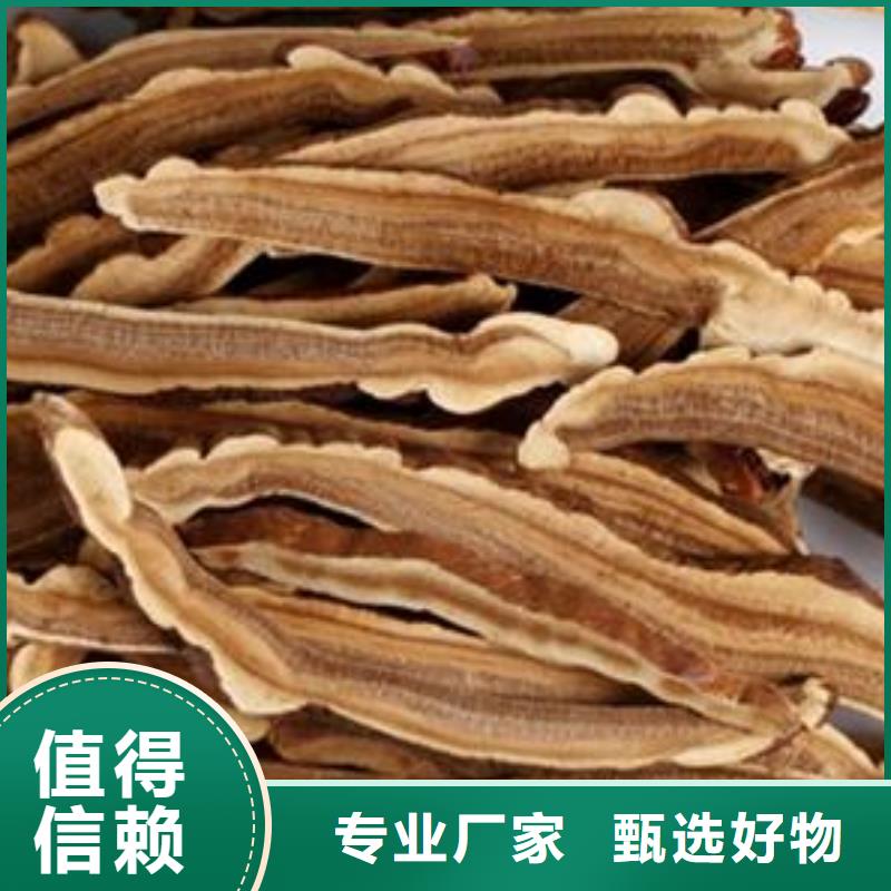 好消息：灵芝菌种厂家优惠促销真正让利给买家