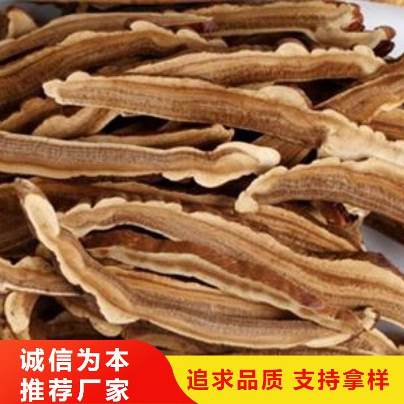灵芝菌种厂家_精益求精