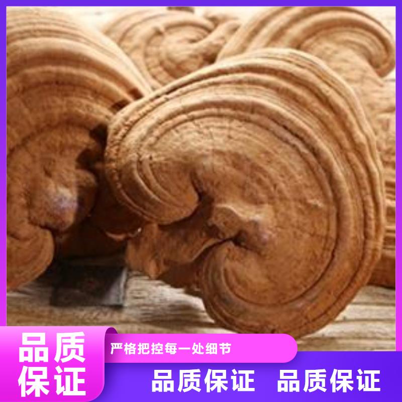 灵芝菌种-您身边的灵芝菌种厂家本地经销商
