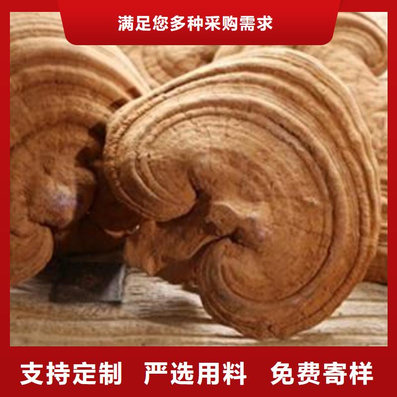 灵芝菌种-灵芝菌种出货快支持大小批量采购