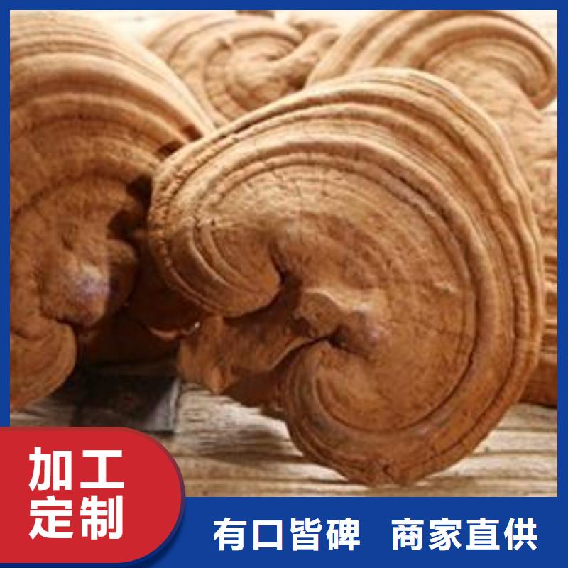 灵芝菌种质量保证老牌厂家好产品价格低