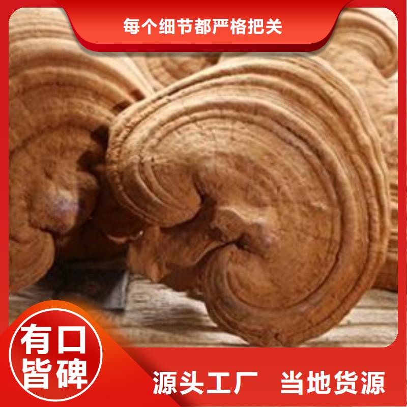 灵芝菌种优质供货厂家值得买