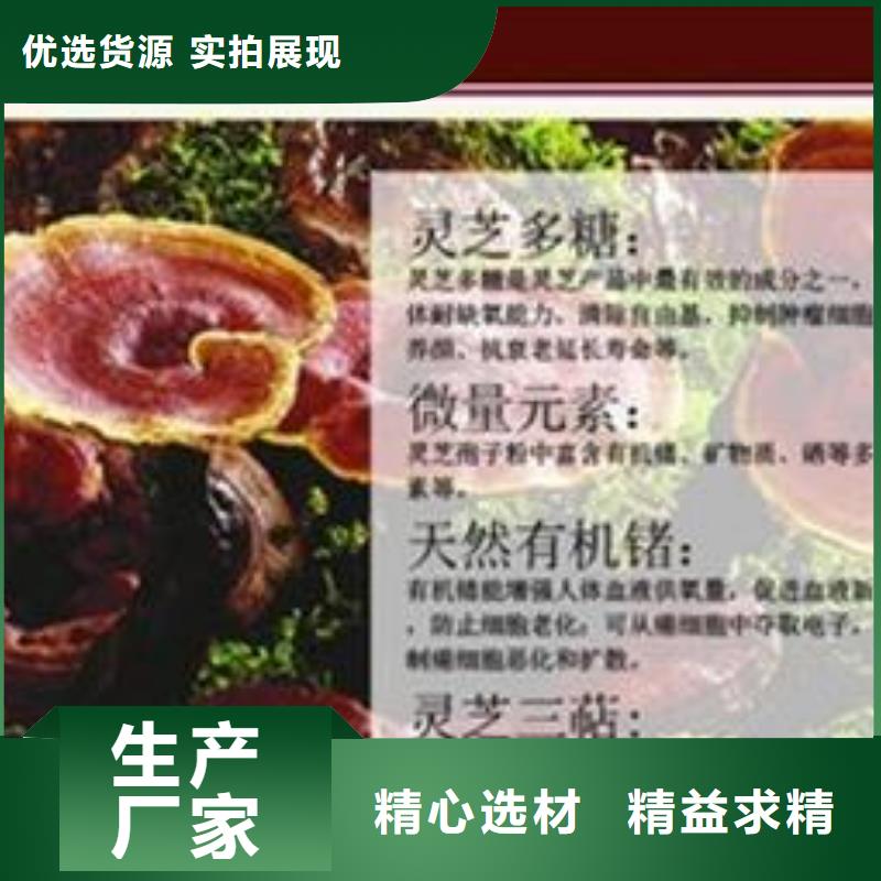 质优价廉的灵芝菌种批发商同城服务商