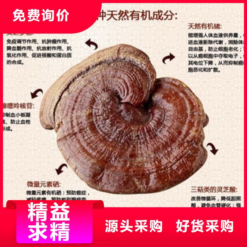 灵芝菌种、灵芝菌种生产厂家-诚信经营实拍展现