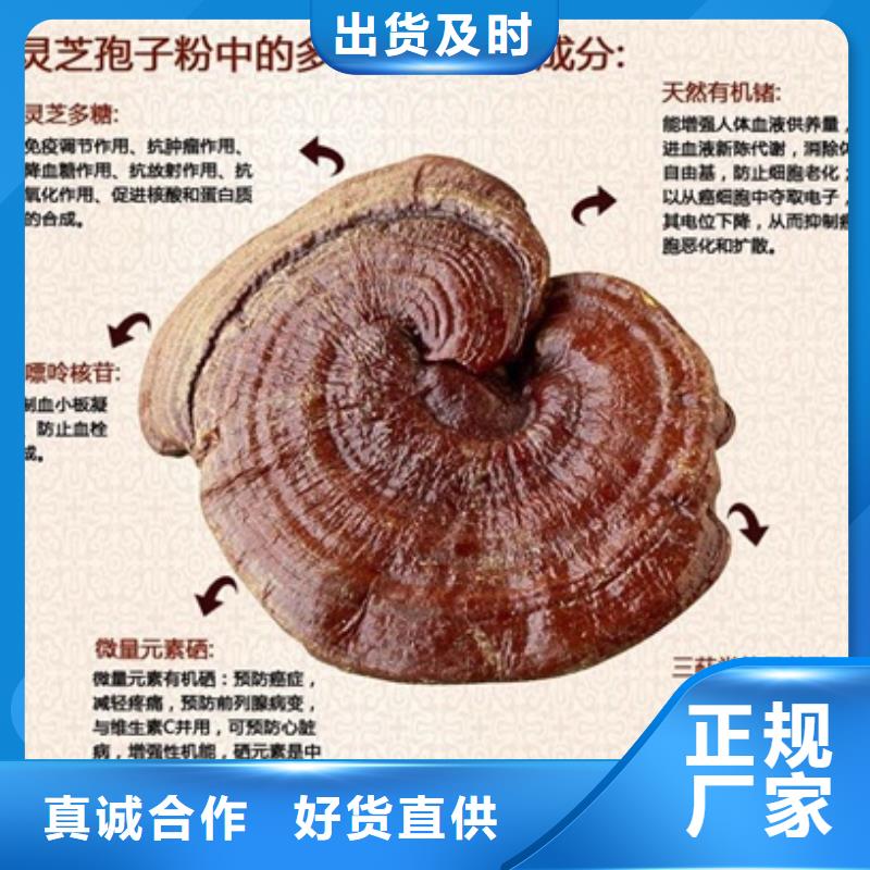 灵芝菌种厂家-现货充足当地生产商