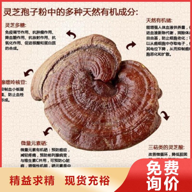 灵芝菌种-灵芝菌种价格优惠厂家品控严格