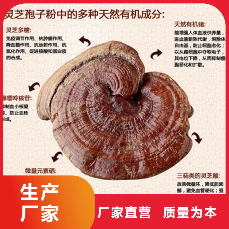 灵芝菌种大量现货供应