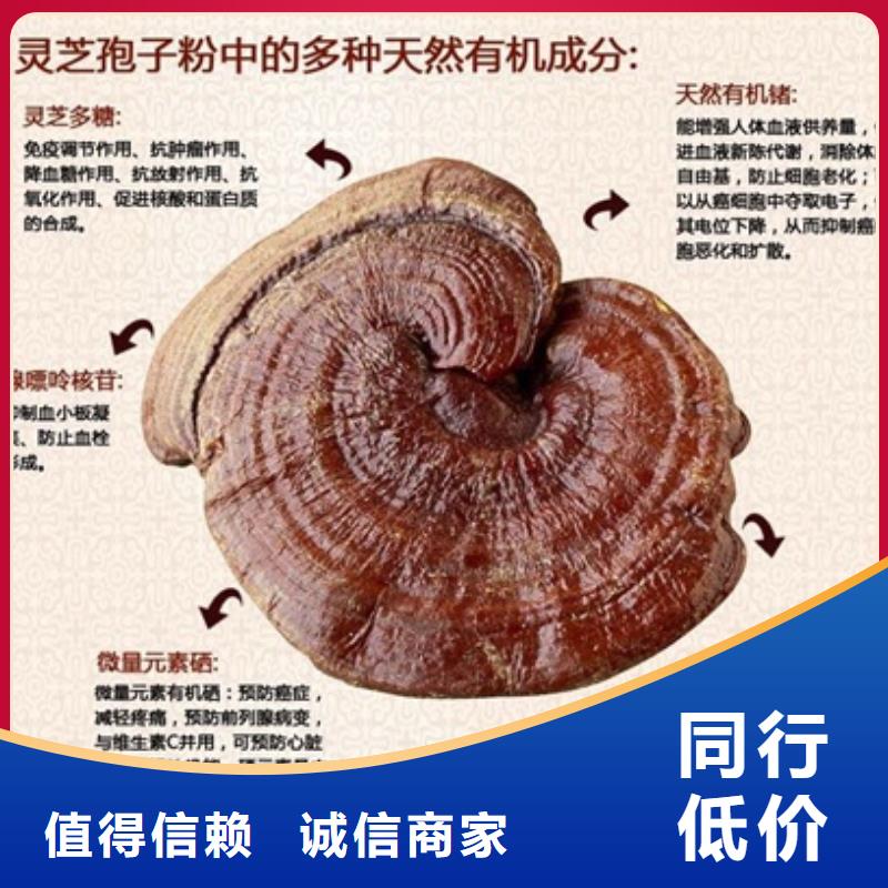 灵芝菌种货真价实