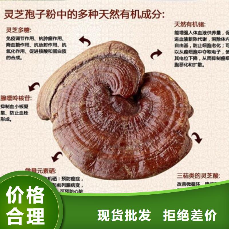 灵芝菌种_多年制造经验本地厂家值得信赖