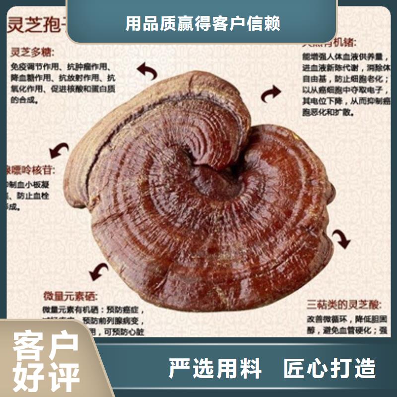 灵芝菌种-灵芝菌种经验丰富