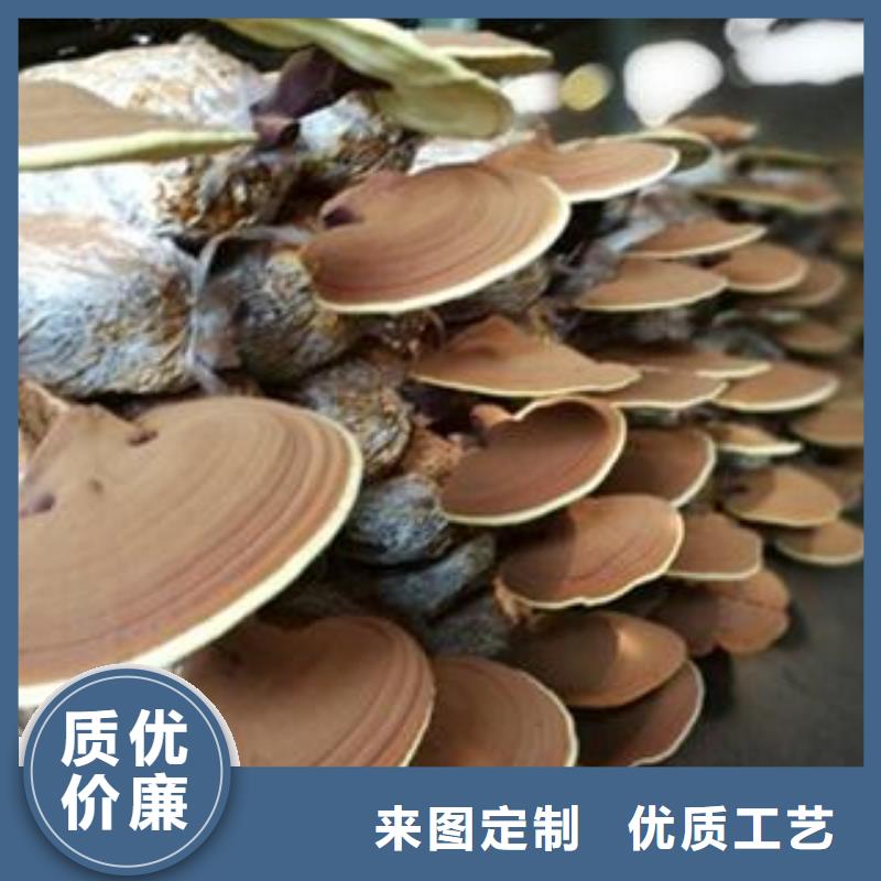 灵芝菌种老品牌