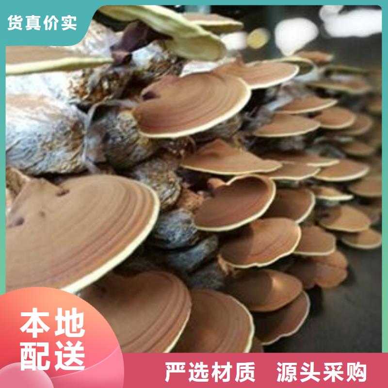 现货充足的灵芝菌种厂家