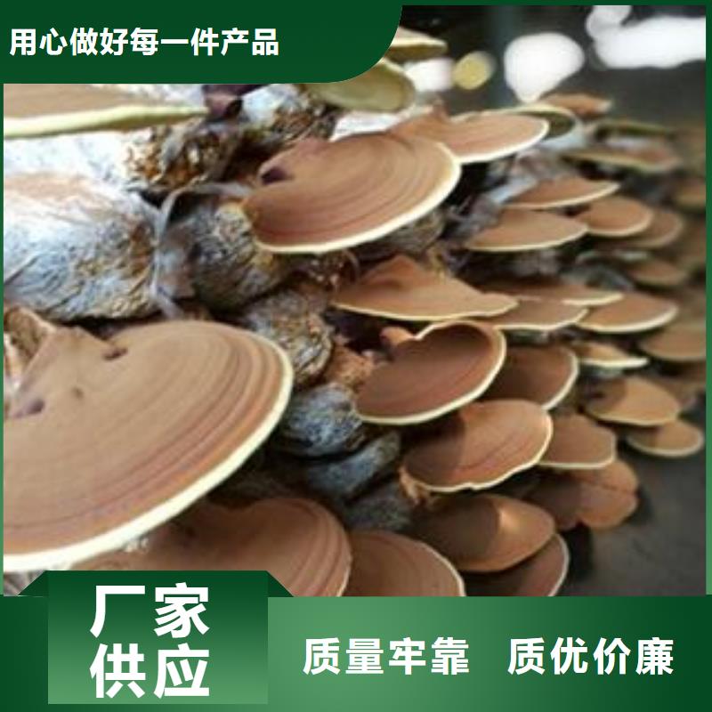 注重灵芝菌种质量的生产厂家当地品牌