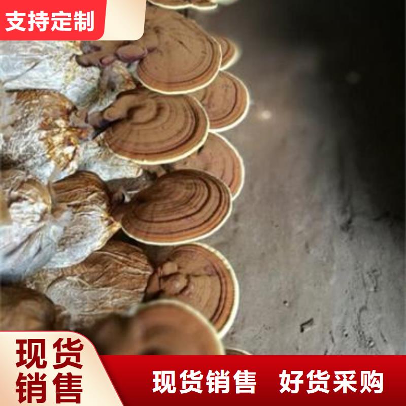 灵芝菌种批量采购同城供应商
