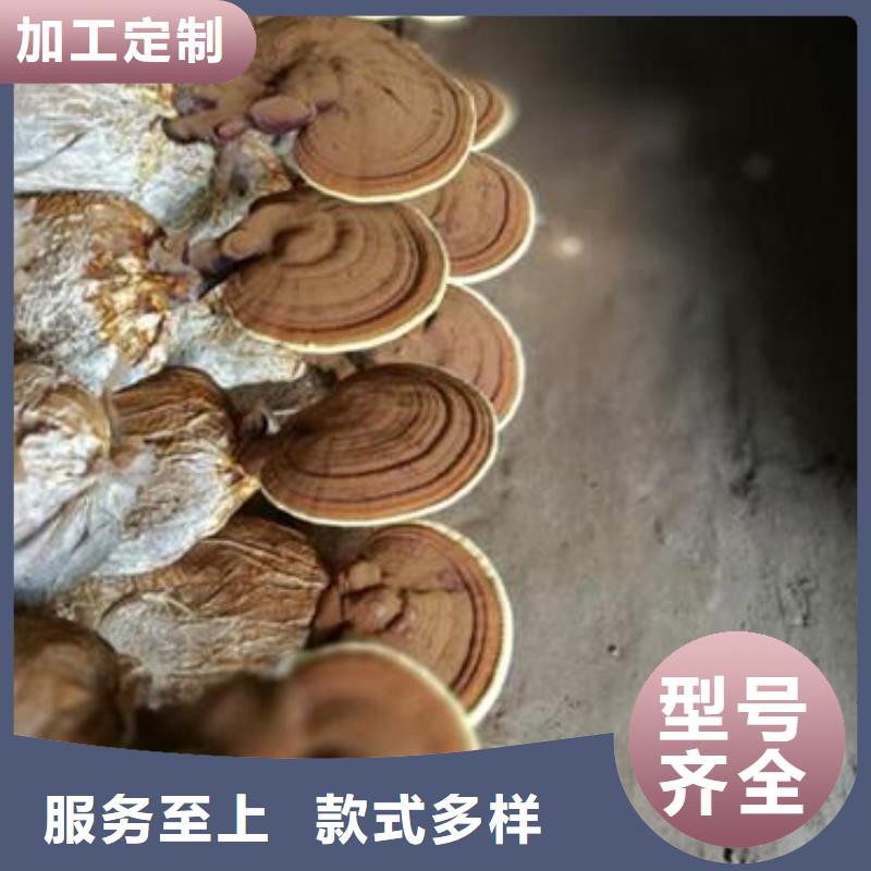 #灵芝菌种#-质量过硬