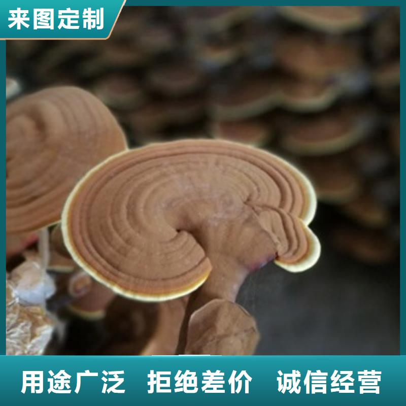 灵芝菌种-灵芝菌种售后保证