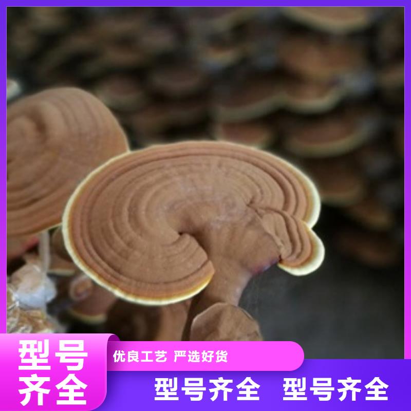 灵芝菌种大量现货充足