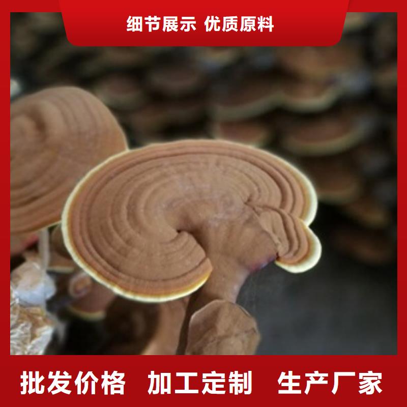 灵芝菌种来图在线报价当地供应商