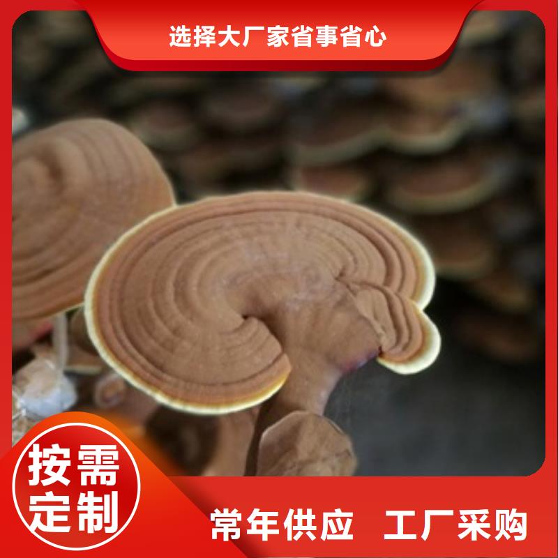 灵芝菌种、灵芝菌种厂家-库存充足