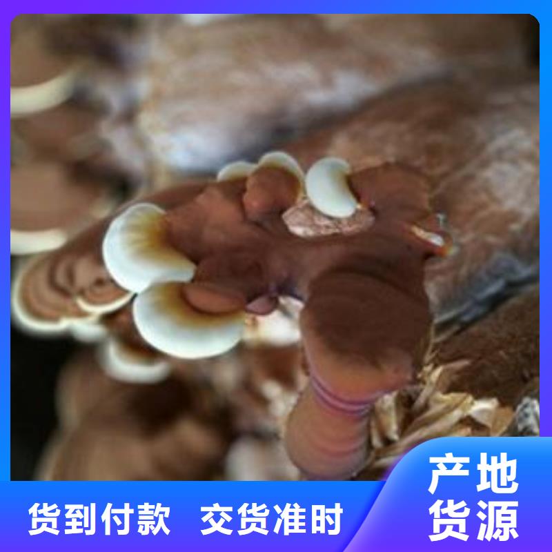 灵芝菌种灵芝菌种厂家厂家质量过硬