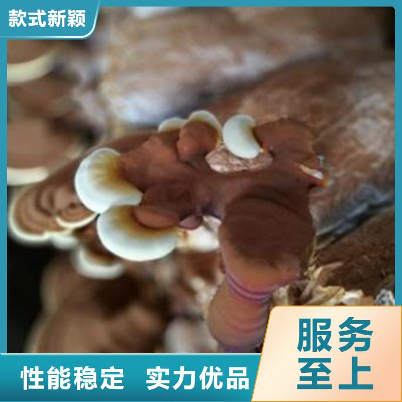 灵芝菌种、灵芝菌种厂家-库存充足