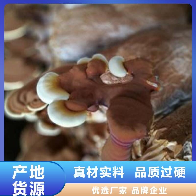 #灵芝菌种#性价比高