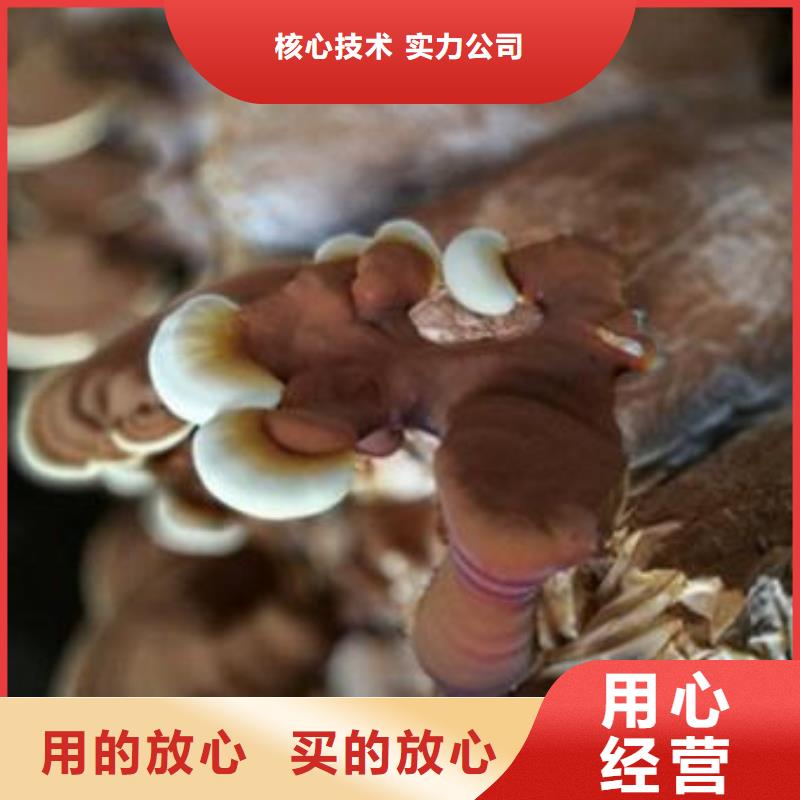 靈芝菌種_量身定制