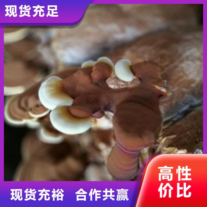 靈芝菌種選靈芝菌種廠家