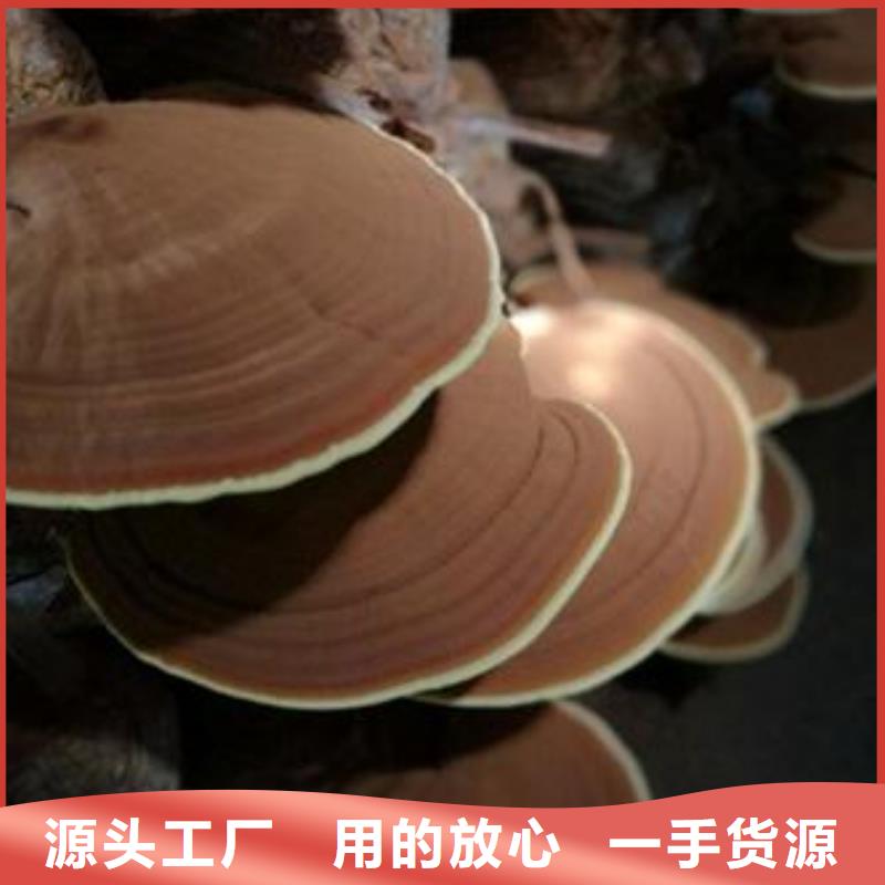 靈芝菌種_量身定制